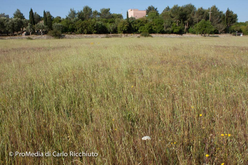 לינה וארוחת בוקר אוג'נטו Masseria Moresano מראה חיצוני תמונה